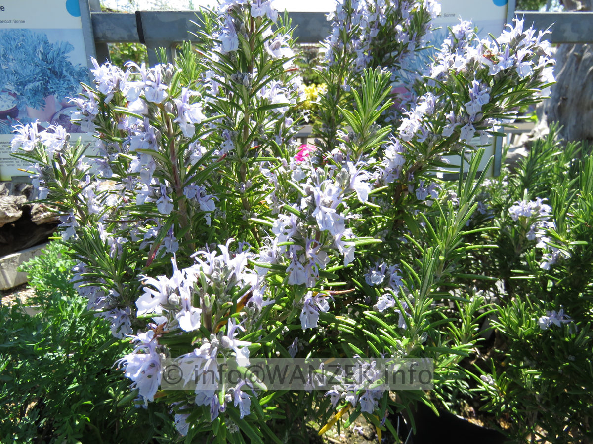 Rosmarinus officinalis Arp 02.JPG